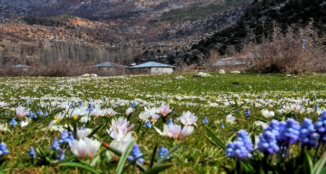 K.maraş'ta sümbüller vadiyi süsledi