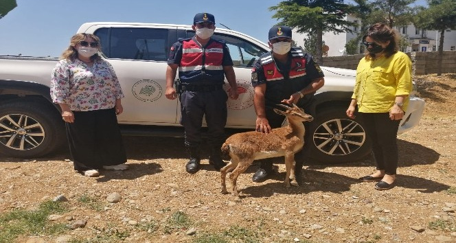 Jandarmadan bitkin haldeki dağ keçisine yardım eli