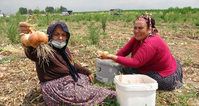 Soğan tarlasına vatandaşlar akın etti