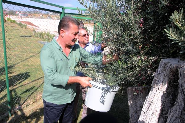 8 Asırlık Ağaçtan Zeytin Hasadı Yapıldı!