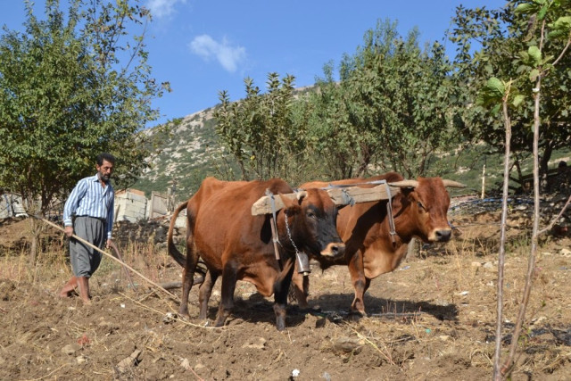 Hatay'ın Son Karasabanlı Çiftçisi!