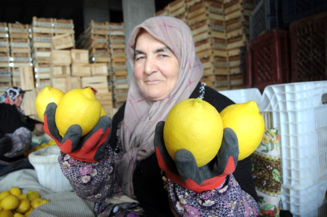 Limon Değerleneceği Güne Kadar Yatağa Giriyor.