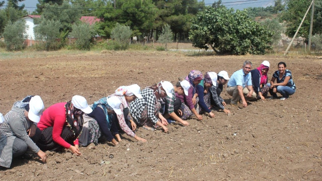 Osmaniye'de Kadınlar SAFRAN Yetiştiriyor