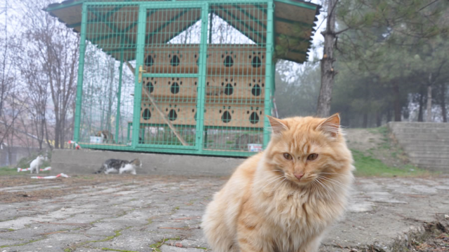 Osmaniye'de Kedi Evleri Çalışması