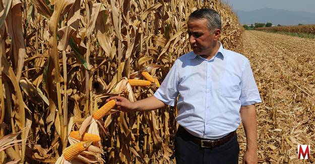 Osmaniye’de Mısır hasadına başlandı 