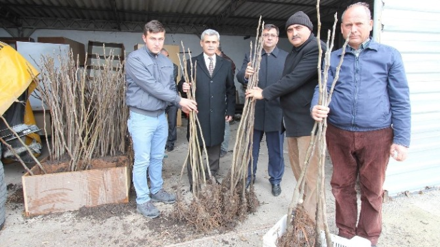 Üreticilere Bursa Siyahı İncir Fidanı Dağıtıldı